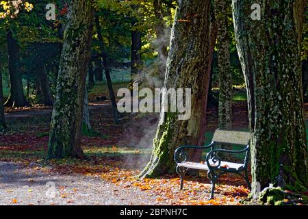 steaming wet tree trunk and garden bench in sunshine at the spa park of Bath Tatzmannsdorf, Austria Stock Photo