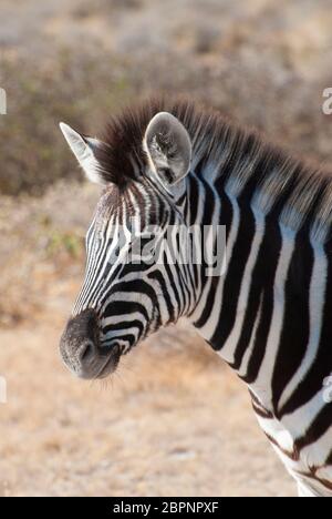 Close up of young Burchells zebra (Equus quagga burchellii), Ngorongoro ...