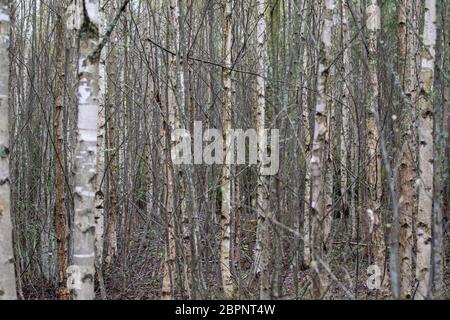 Birch grove in spring Stock Photo