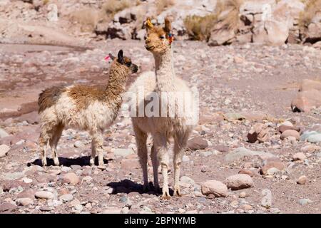 Chilean llama breeding on Andean plateau,Chile Stock Photo