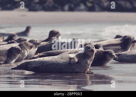 atlantic Harbor seal, Phoca vitulina, at the beach of island Helgoland, Dune, Germany in spring Stock Photo