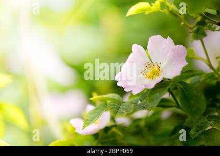 beautiful Rosa canina ,Rose hip or rosehip, also called rose haw and rose hep, the accessory fruit of the rose plant Stock Photo