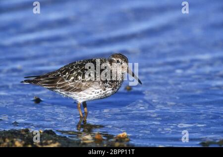 Norway; Svalbard (Spitzbergen); Wildlife; Birds; Shorebird; Purple Sandpiper:Calidris maritima Stock Photo