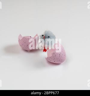 colored easter eggs with little chicks on a white surface Stock Photo