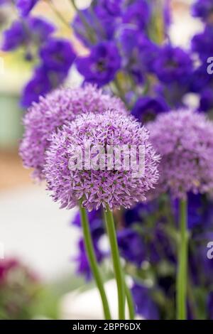 The flowers of the Allium Giganteum (Giant Allium or Giant Onion) the tallest ornamental allium in common cultivation - a perennial bulb which produce Stock Photo