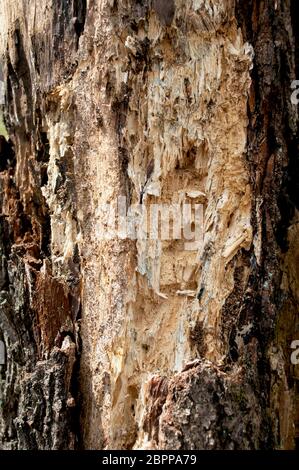 Old rotten wood alder. Old weathered mouldering tree. Weathered tree destruction. Background or texture. Decay of wood - original natural texture alde Stock Photo