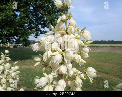 White yucca flowers on the lawn. White yucca flowers on the lawn. Stock Photo