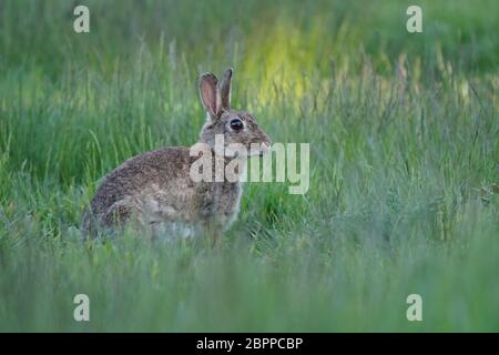 Cottontail Bunny Rabbit in long grass Stock Photo
