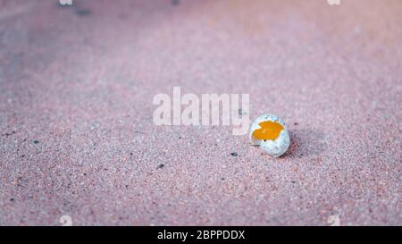 Tiny speckled egg that has cracked showing brightly colored yolk inside Stock Photo