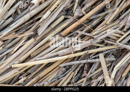 Close-up dry aged reed texture background. Bamboo cane autumn hunting camouflage pattern. Detail of camo surface for hunters Stock Photo