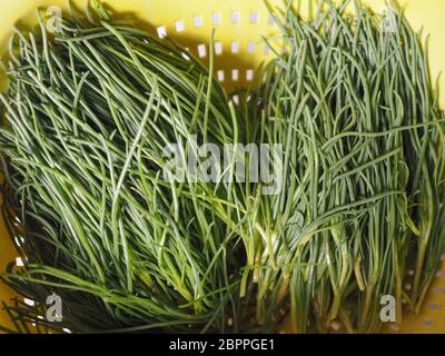 agretti (Salsola soda) aka as opposite-leaved saltwort, Russian thistle or barilla plant vegetables vegetarian and vegan food Stock Photo