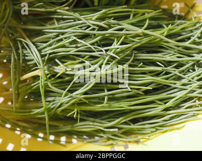 agretti (Salsola soda) aka as opposite-leaved saltwort, Russian thistle or barilla plant vegetables vegetarian and vegan food Stock Photo