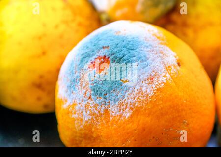 moldy orange citrus fruit mold Stock Photo