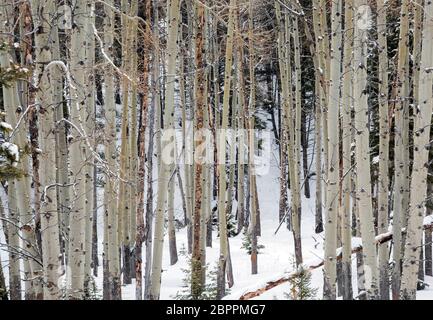 WY04456-00....WYOMING - Grove of aspens in the snow along the Howard Eaton Trail in Yellowstone National Park. Stock Photo