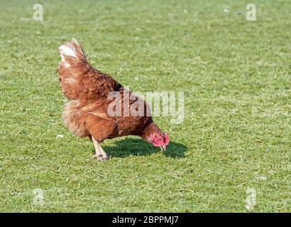 Organic farming wiht happy hens with big runout Stock Photo