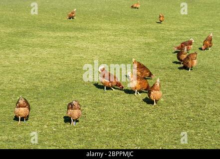 Organic farming wiht happy hens with big runout Stock Photo