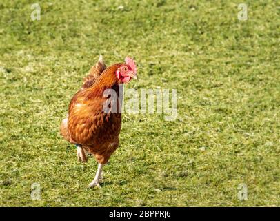 Organic farming wiht happy hens with big runout Stock Photo