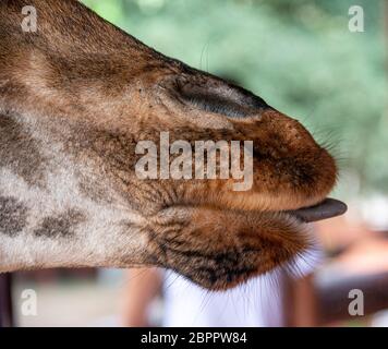 Close-up of giraffe nose, mouth and tongue Stock Photo