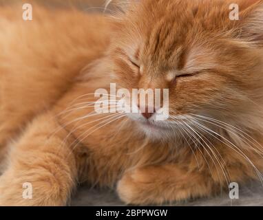 red adult cat sleeps curled up, close up Stock Photo