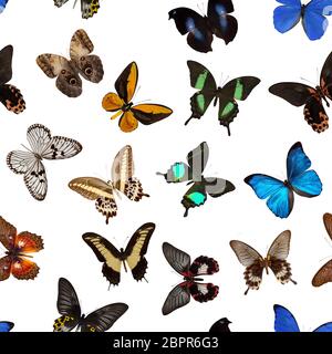 seamless colorful butterfly pattern on a white background. Stock Photo