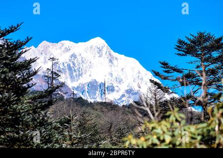 Selective focus: Yumthang Valley or Valley of Flowers sanctuary, is a nature beauty on meadows species of the rhododendron, the state flower, surround Stock Photo