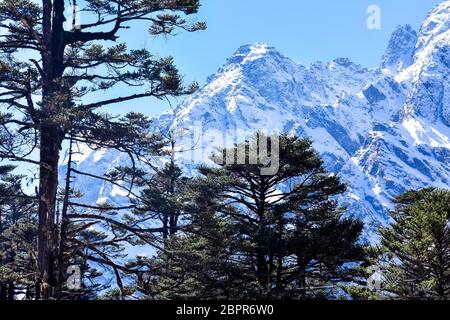 Selective focus: Yumthang Valley or Valley of Flowers sanctuary, is a nature beauty on meadows species of the rhododendron, the state flower, surround Stock Photo