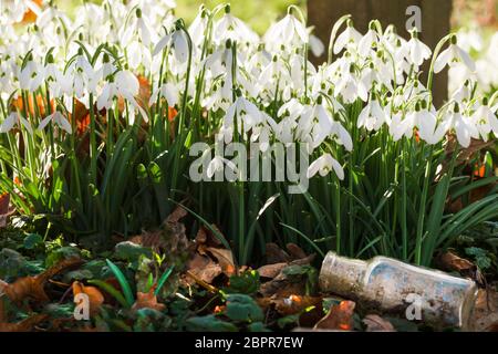 Stunning wild snowdrops at eye level and an old glass bottle. Early morning sunlight in February Stock Photo