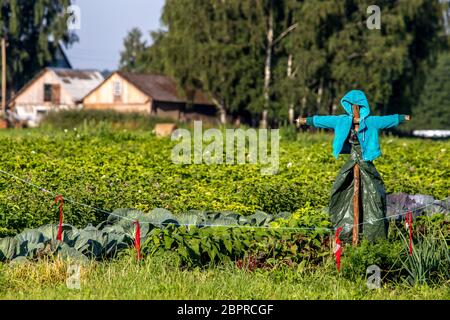 Scarecrow in vegetable garden on summer time, Latvia. Scarecrow is an object made to resemble a human figure, set up to scare birds away from a field Stock Photo