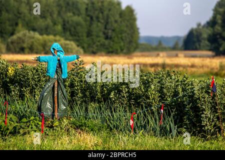 Scarecrow in vegetable garden on summer time, Latvia. Scarecrow is an object made to resemble a human figure, set up to scare birds away from a field Stock Photo