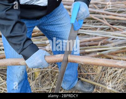 Sawing with a hand saw of a wood branch. man saws sawing a tree branch. Wood sawing with a hand saw. Stock Photo
