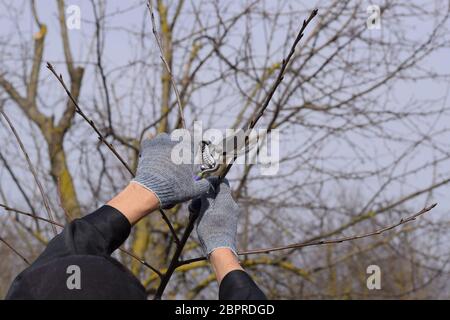 Trimming the tree with a cutter. Spring pruning of fruit trees. Stock Photo