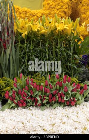 Floristic decoration with yellow lilies and red tulips Stock Photo