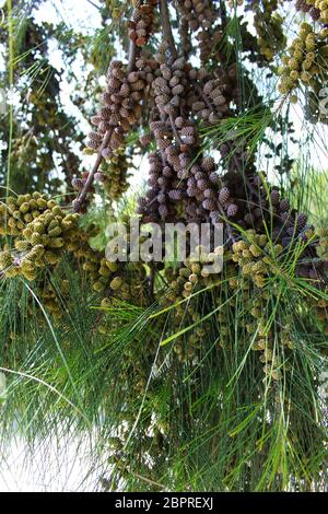 Green and aged fruits of Casuarina Pine, Wind Tree Fruits. Beja, Portugal. Stock Photo