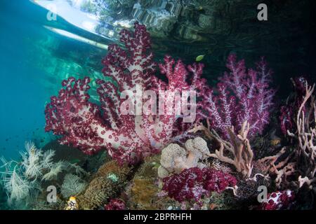 Shallow, healthy soft corals grow along the edge of limestone islands in Raja Ampat, Indonesia. This area is known for its high marine biodiversity. Stock Photo