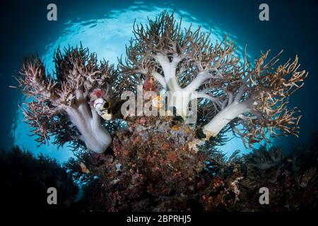 Shallow, healthy soft corals grow along the edge of limestone islands in Raja Ampat, Indonesia. This area is known for its high marine biodiversity. Stock Photo