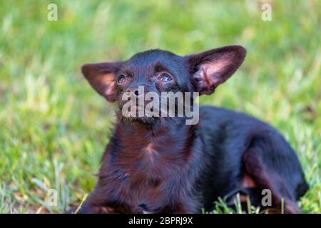 Chihuahua poodle shops mix puppies