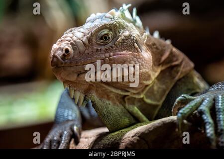 Lesser Antillean iguana, a critically endangered large arboreal lizard. Stock Photo