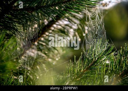 Spider web on the pine tree on green forest background.. Cobweb. Spider web is web made by spider. Spider net in nature. Stock Photo