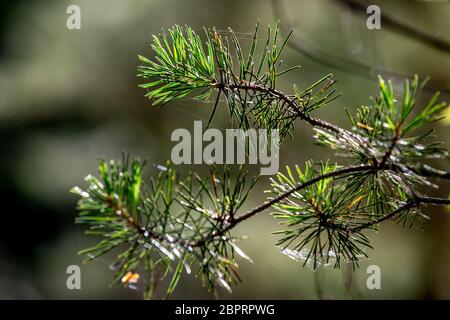 Spider web on the pine tree on green forest background.. Cobweb. Spider web is web made by spider. Spider net in nature. Stock Photo