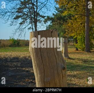 White cutoff tree trunk without bark, close up Stock Photo