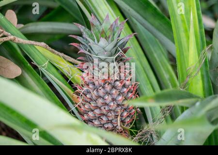Exotic Red Pineapple Fruit Growing on Stem Stock Photo