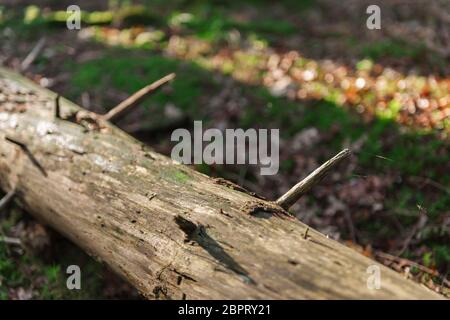 Close view of a dead tree trunk lying in the forest with bokeh effect in the background through sun ray falling sideways. Stock Photo