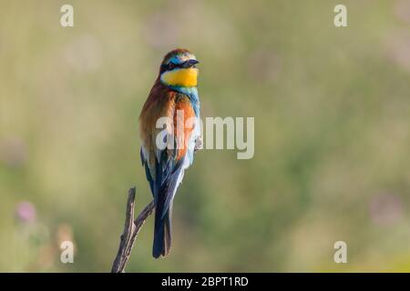 european bee eater (merops apiaster) in Danube Delta, Romania Stock Photo