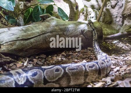 The ball python, Python regius, also known as the royal python. Stock Photo