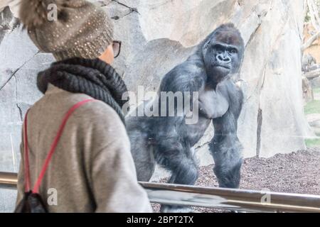 Woman watching huge silverback gorilla male behind glass in zoo. Gorilla staring at female zoo visitor in Biopark in Valencia, Spain. Stock Photo