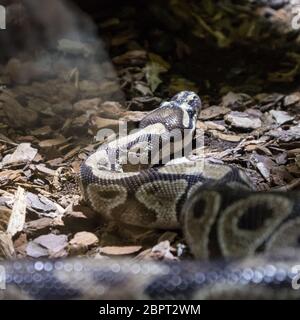 The ball python, Python regius, also known as the royal python. Stock Photo