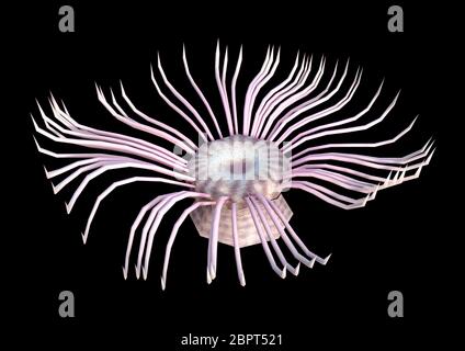 3D rendering of a sea anemone isolated on black background Stock Photo