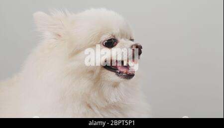 Pomeranian dog feeling angry Stock Photo