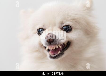 Angry white Pomeranian dog Stock Photo