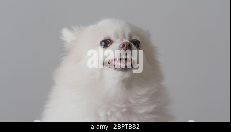 Angry White pomeranian dog Stock Photo